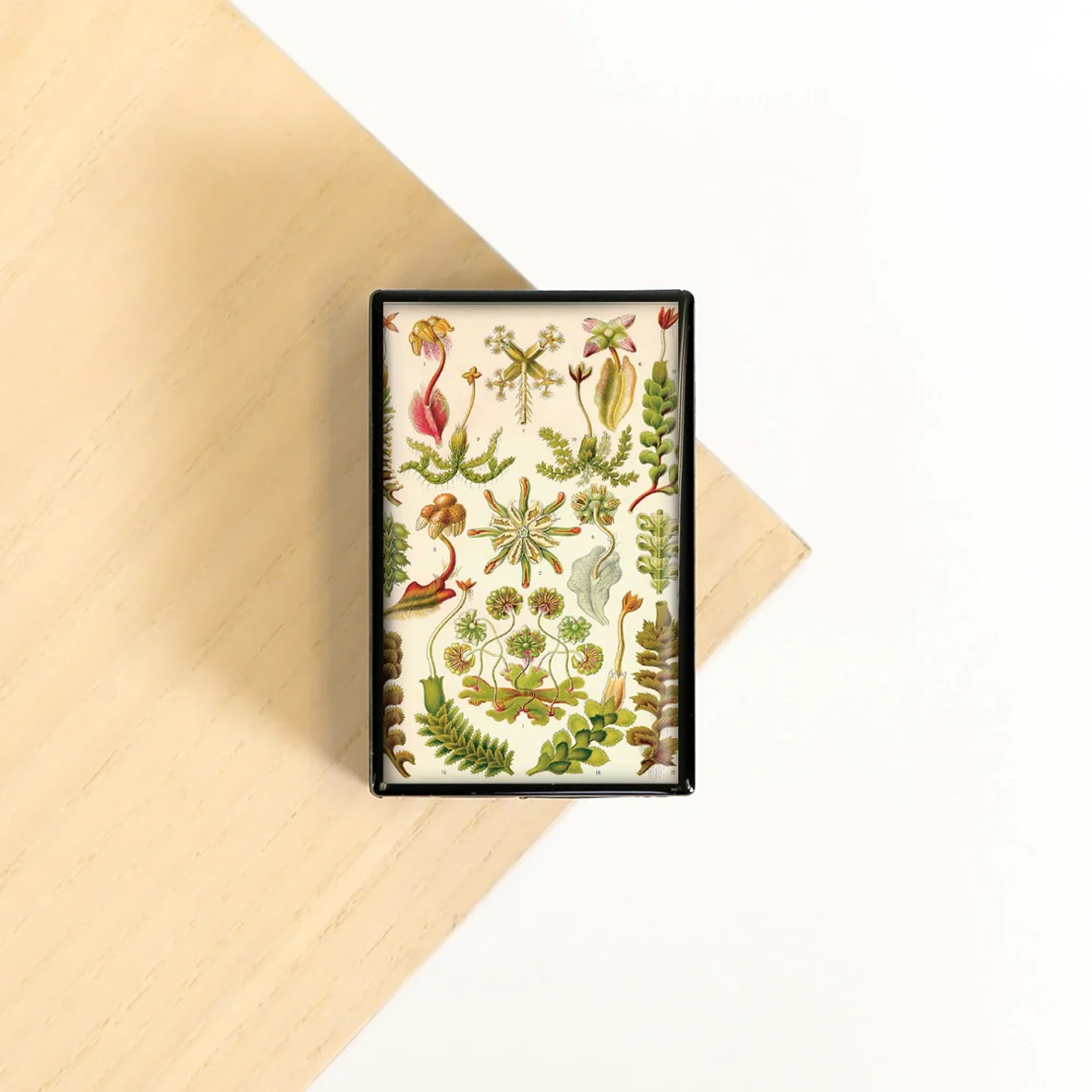 Lucy Lu Slide Box with Peppermints: Succulent Nursery Garden - Image 2