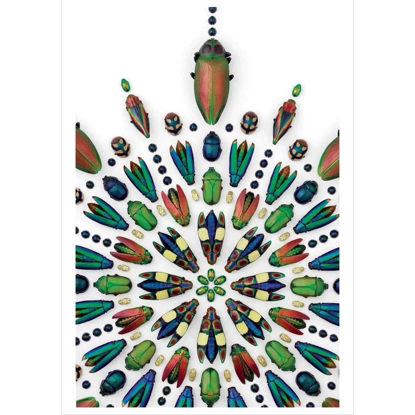 Pomegranate Birthday Card: Christopher Marley, Euchroma Prism