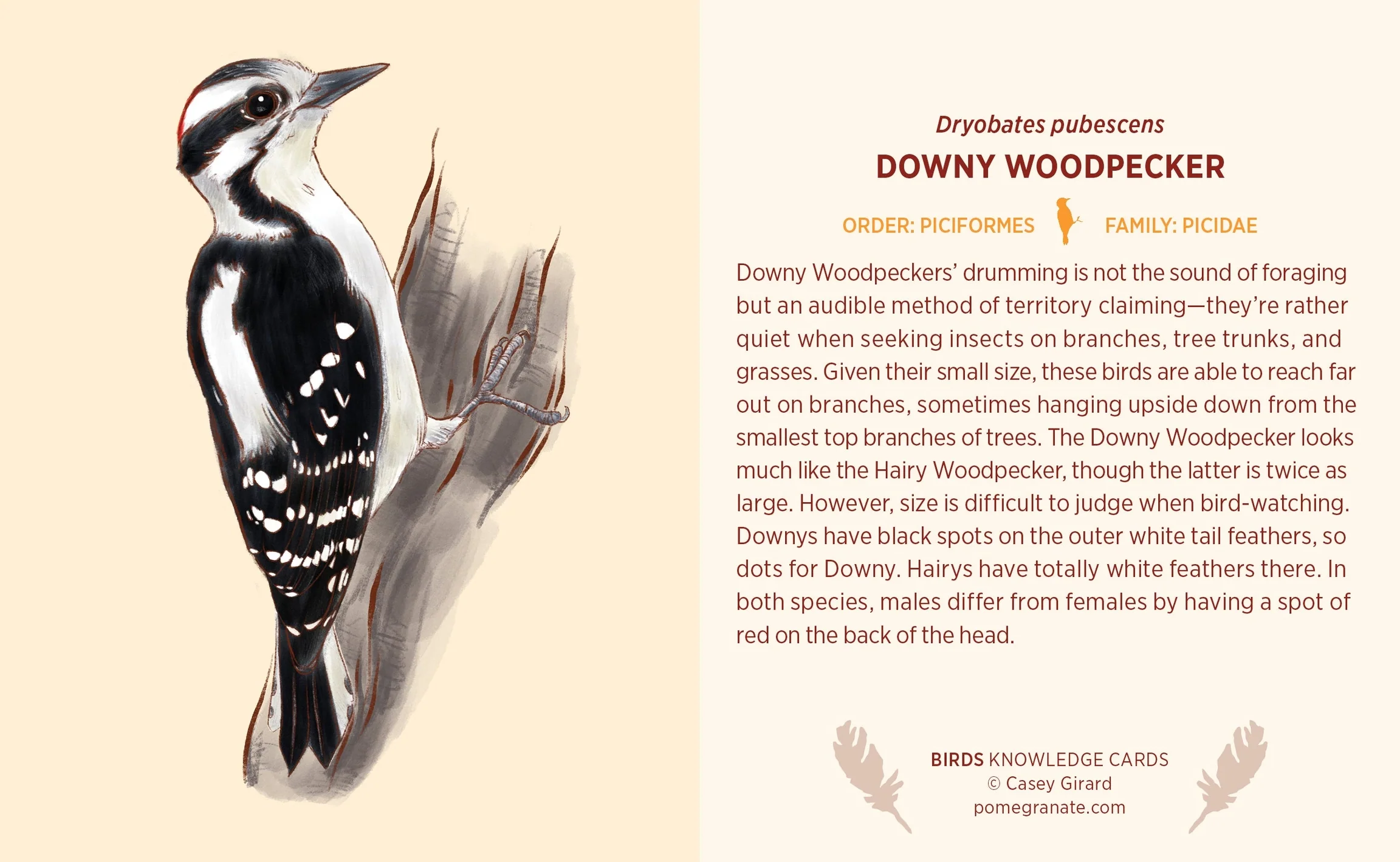Pomegranate Knowledge Cards: Birds - Image 2