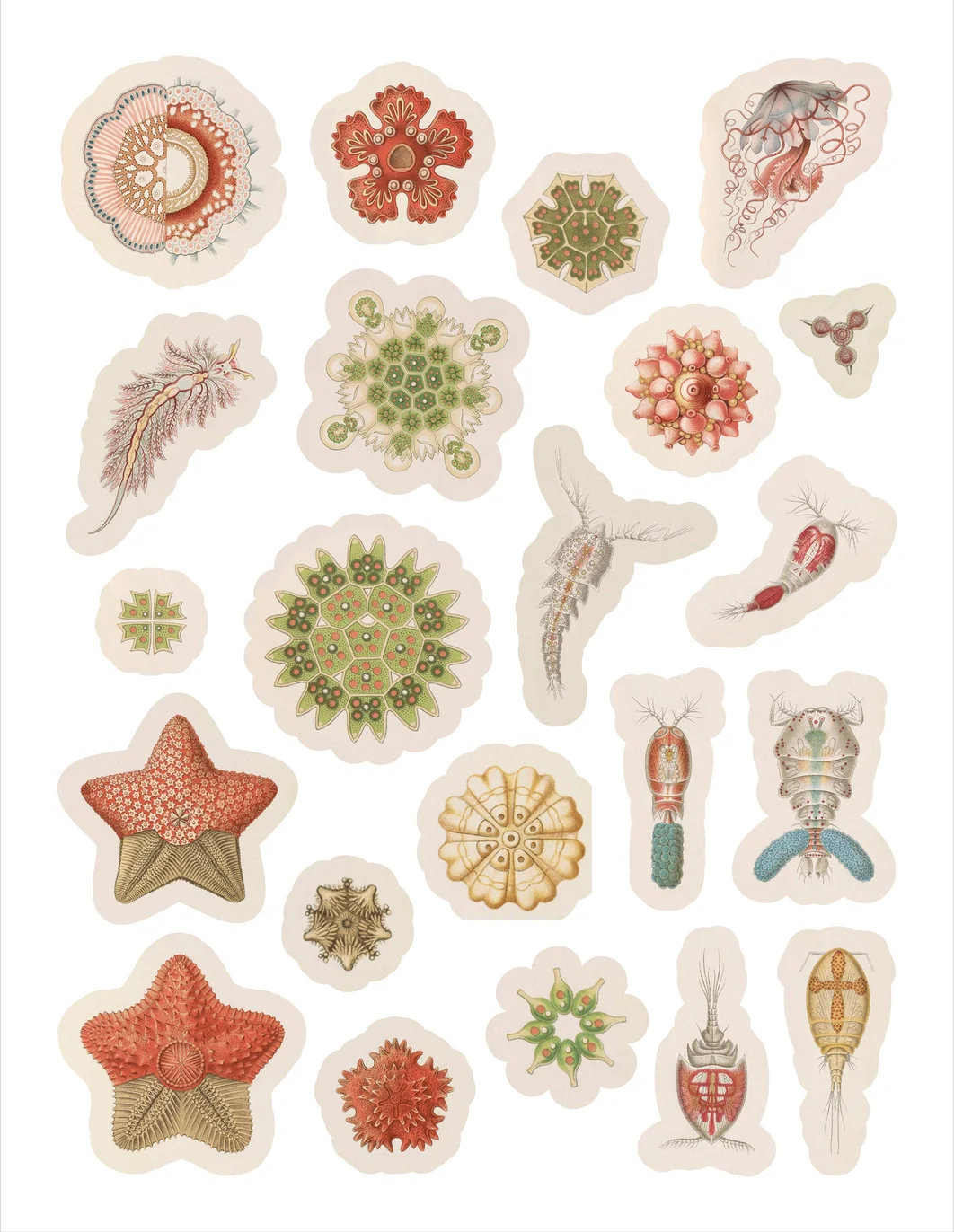 Pomegranate Sticker Book: Ernst Haeckel, Art Forms in Nature - Image 2