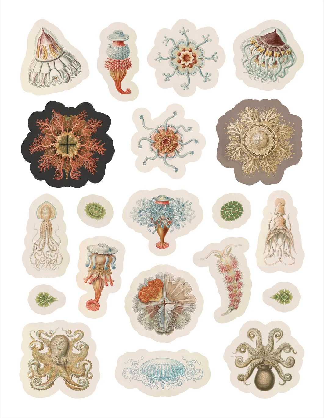 Pomegranate Sticker Book: Ernst Haeckel, Art Forms in Nature - Image 3