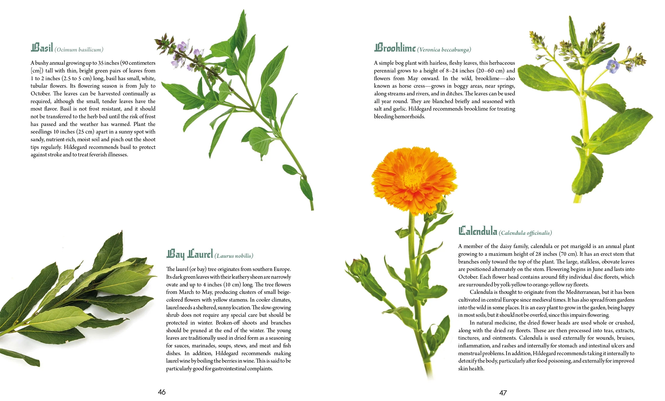 Schiffer Publishing Book Paperback: Saint Hildegard's Guide to Wellness - Image 3